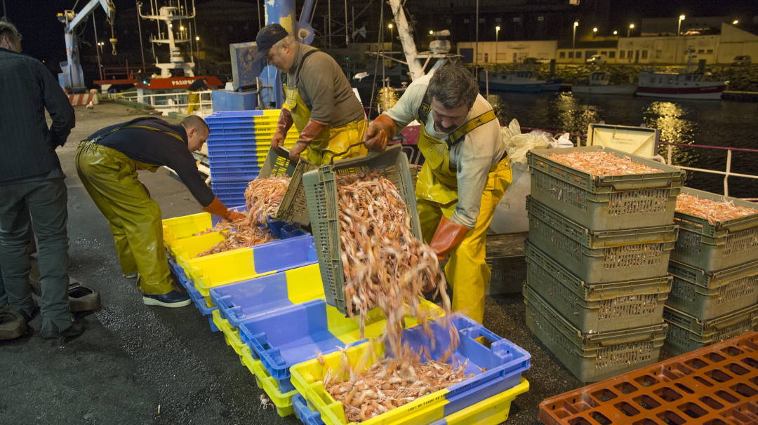 Langoustine Port de pêche Lorient Keroman