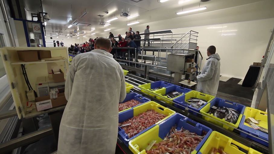 La criée de Lorient, tout pour valoriser le poisson