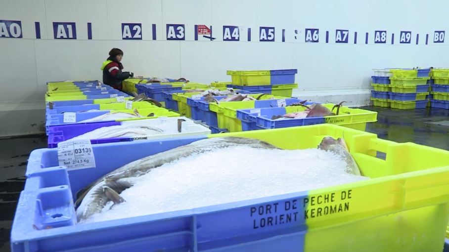 Vidéo Port de pêche de Keroman, un marché européen