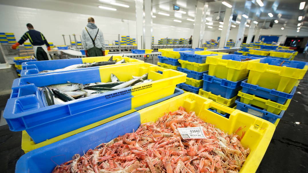 Caisse de langoustines Port de pêche Lorient Keroman