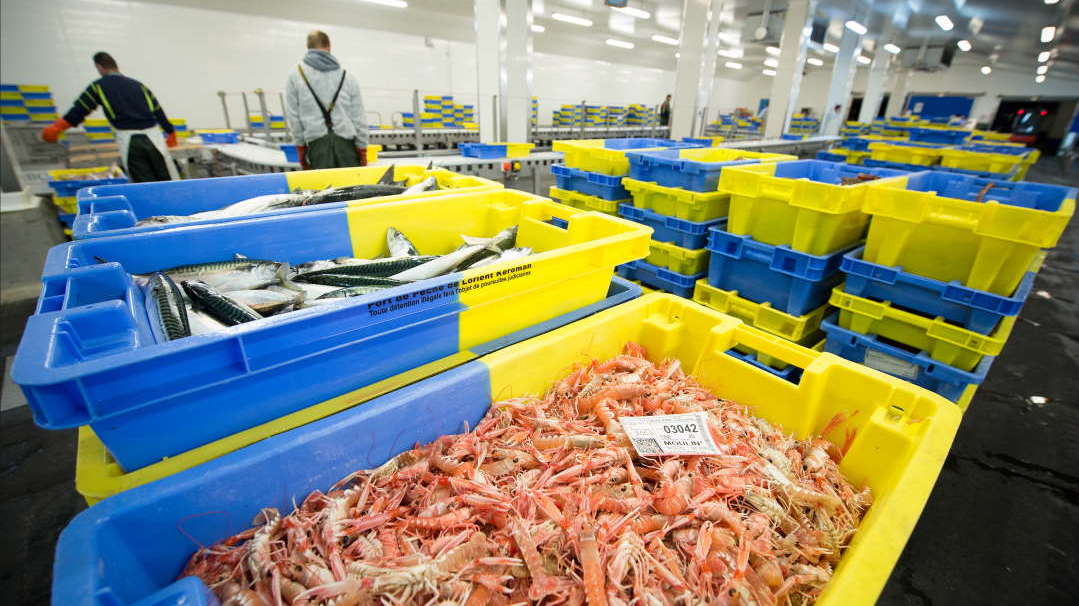 Langoustines Lorient Keroman
