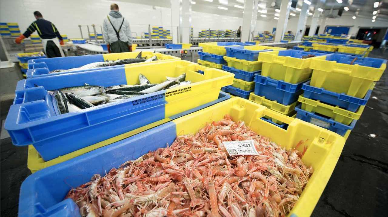 Un semestre relativement bon pour le Pôle halieutique de Lorient Keroman
