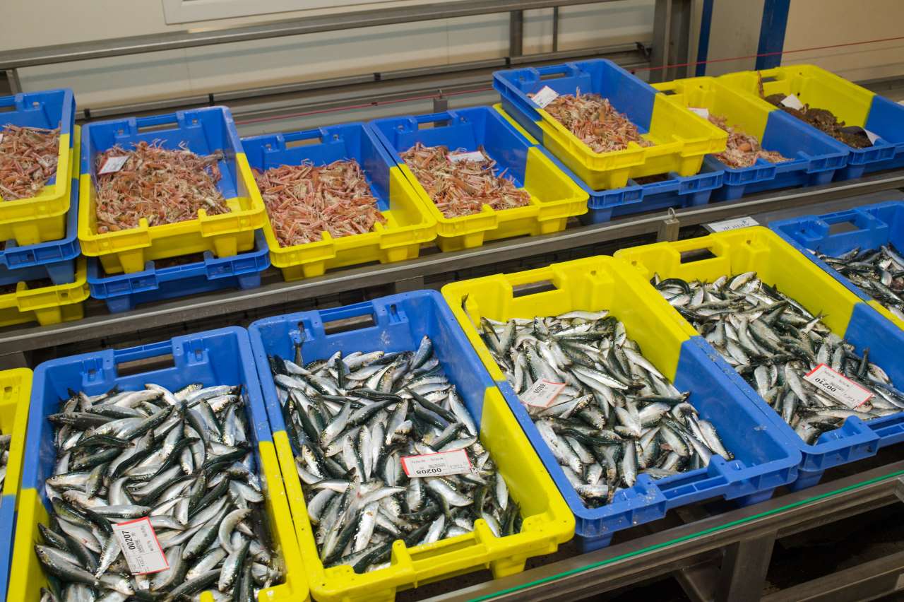 caisses étiquetées de sardines et de langoustines qui partent à la vente sur le double convoyeur