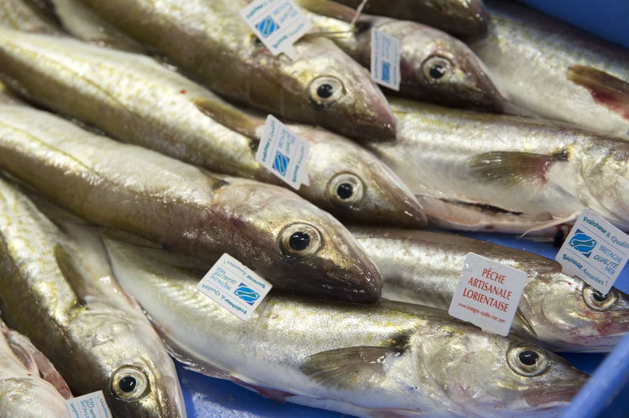 Merlus en caisse étiquetés pêche artisanale lorientaise